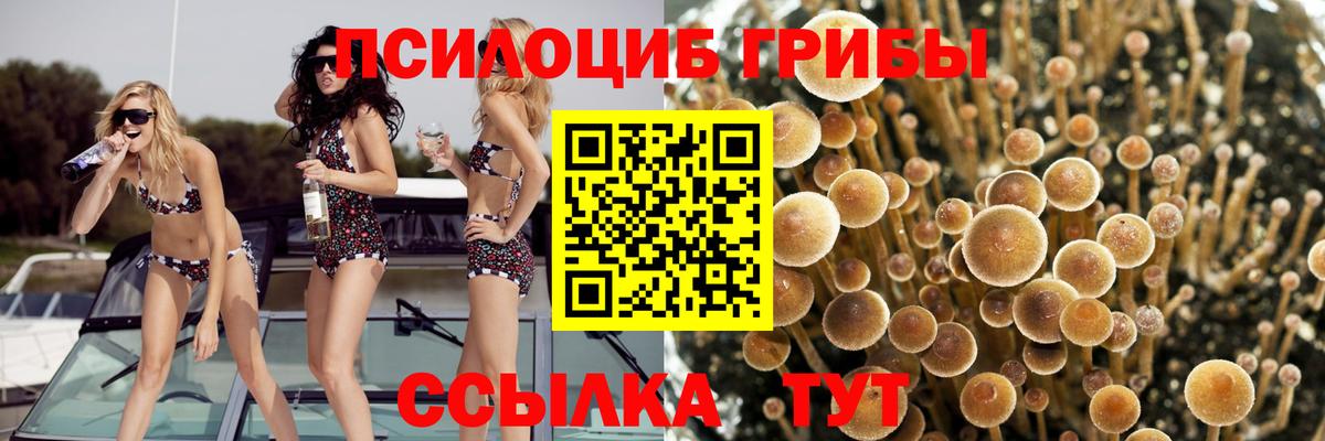 Галлюциногенные грибы Psilocybine cubensis Губкинский